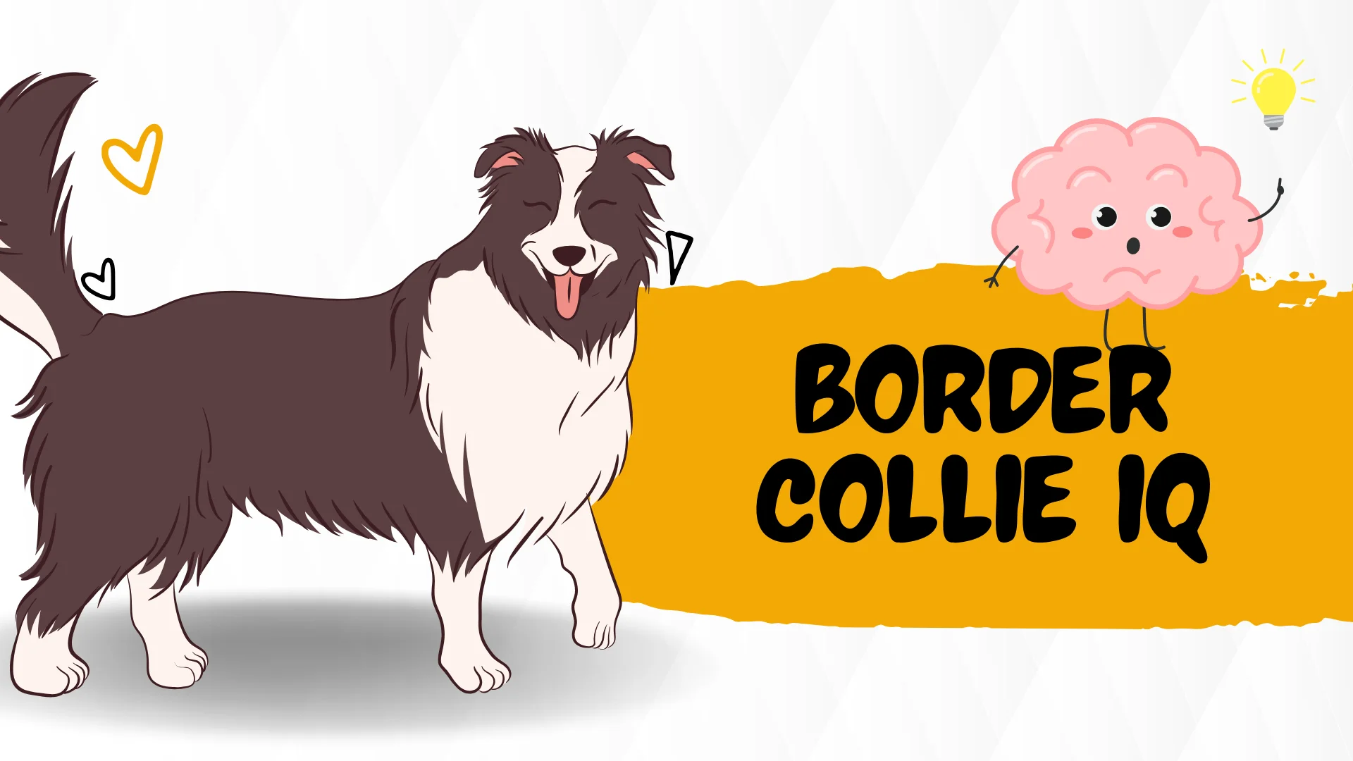 BORDER COLLIE IQ