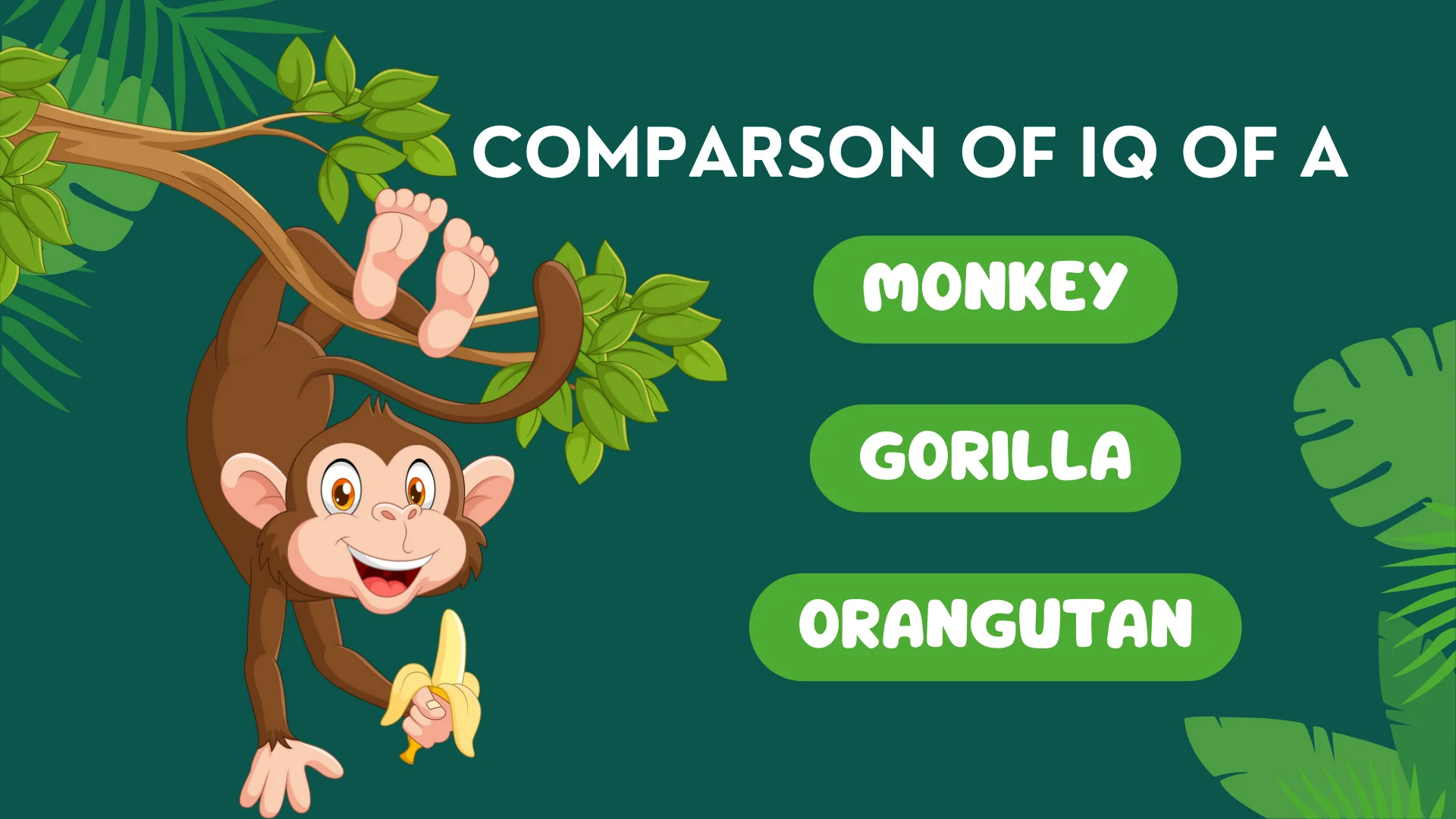 COMPARSON OF IQ OF A monekey, gorilla,