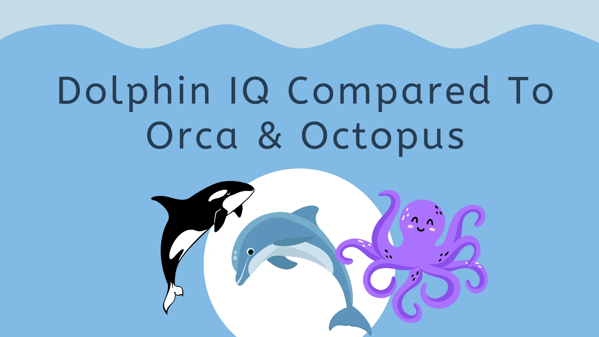 Dolphin IQ Compared To Orca & Octopus